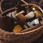 mushroom benefits
